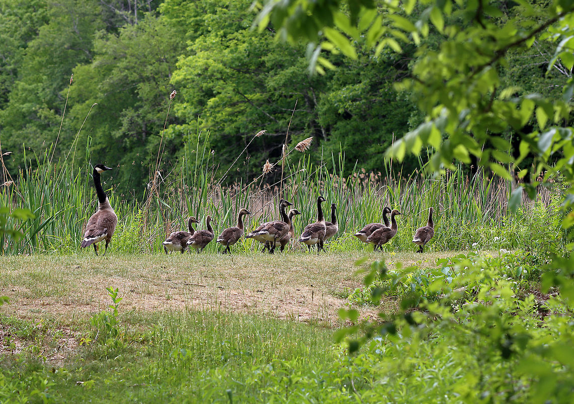 Canada Geese - Branta canadensis They were right in my path, so I turned and went a different way :D.<br />
<br />
Habitat: Near a pond Branta,Branta canadensis,Canada goose,Geotagged,Spring,United States,geese