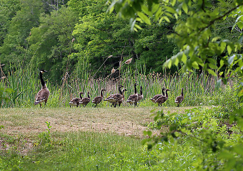 Canada Geese - Branta canadensis They were right in my path, so I turned and went a different way :D.

Habitat: Near a pond Branta,Branta canadensis,Canada goose,Geotagged,Spring,United States,geese