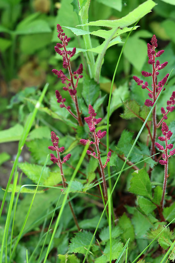 False Buck's Beard - Astilbe japonica <br />
Habitat: Growing near a pond edge<br />
<figure class="photo"><a href="https://www.jungledragon.com/image/107060/false_bucks_beard_-_astilbe_japonica.html" title="False Buck&#039;s Beard - Astilbe japonica"><img src="https://s3.amazonaws.com/media.jungledragon.com/images/3232/107060_thumb.jpg?AWSAccessKeyId=05GMT0V3GWVNE7GGM1R2&Expires=1767225610&Signature=d2%2FacZhUCZXkSkOPRLC%2BkMdDgAE%3D" width="102" height="152" alt="False Buck&#039;s Beard - Astilbe japonica Habitat: Growing near a pond edge<br />
https://www.jungledragon.com/image/107059/astilbe_sp.html Astilbe japonica,False Buck&#039;s Beard,Geotagged,Spring,United States" /></a></figure> Astilbe japonica,Geotagged,Spring,United States,astilbe