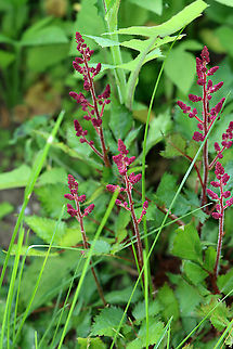 False Buck's Beard - Astilbe japonica 
Habitat: Growing near a pond edge
https://www.jungledragon.com/image/107060/astilbe_sp.html Astilbe japonica,Geotagged,Spring,United States,astilbe