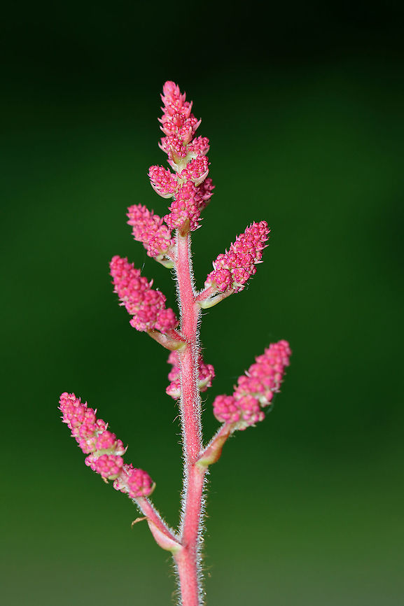 False Buck's Beard - Astilbe japonica Habitat: Growing near a pond edge<br />
<figure class="photo"><a href="https://www.jungledragon.com/image/107059/false_bucks_beard_-_astilbe_japonica.html" title="False Buck&#039;s Beard - Astilbe japonica"><img src="https://s3.amazonaws.com/media.jungledragon.com/images/3232/107059_thumb.jpg?AWSAccessKeyId=05GMT0V3GWVNE7GGM1R2&Expires=1759968010&Signature=XKAYCDUscoDh4KsIQV4PatEkt5s%3D" width="102" height="152" alt="False Buck&#039;s Beard - Astilbe japonica <br />
Habitat: Growing near a pond edge<br />
https://www.jungledragon.com/image/107060/astilbe_sp.html Astilbe japonica,Geotagged,Spring,United States,astilbe" /></a></figure> Astilbe japonica,False Buck's Beard,Geotagged,Spring,United States