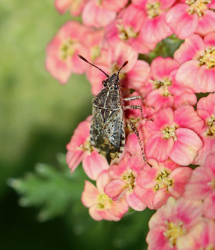 Plant Bug - Subfamily Rhopalinae There are several genera that look quite similar in the family Rhopalidae. So far, I can't narrow this down past subf. Rhopalinae.<br />
<br />
Habitat: Garden Geotagged,Hemiptera,Rhopalidae,Rhopalinae,Spring,United States,plant bug