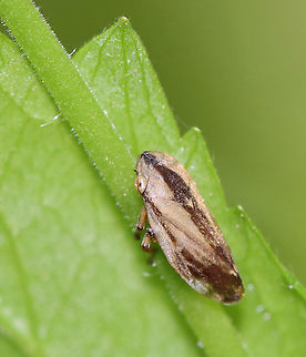Meadow Froghopper - Philaenus spumarius Habitat: Garden Geotagged,Meadow froghopper,Philaenus,Philaenus spumarius,Spring,United States,froghopper,hopper