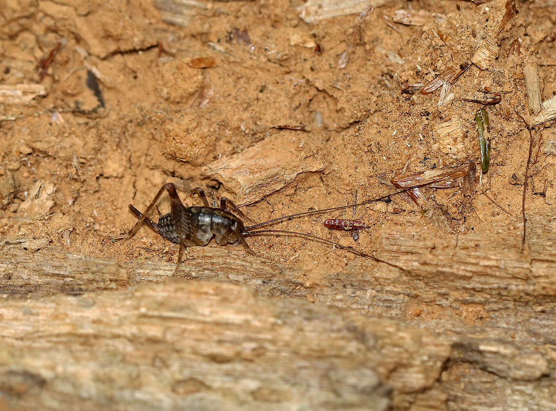 Camel Cricket - Family Rhaphidophoridae Hump-backed, brown cricket with long antennae. These crickets are wingless and prefer dark, moist places.<br />
<br />
Habitat: Under rotting wood in a mixed forest Geotagged,Rhaphidophoridae,Spring,United States,camel cricket,cricket