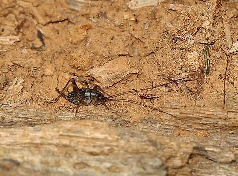 Camel Cricket - Family Rhaphidophoridae Hump-backed, brown cricket with long antennae. These crickets are wingless and prefer dark, moist places.

Habitat: Under rotting wood in a mixed forest Geotagged,Rhaphidophoridae,Spring,United States,camel cricket,cricket