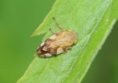 Meadow Froghopper - Philaenus spumarius 
Habitat: Garden Geotagged,Philaenus,Philaenus spumarius,Spring,United States,froghopper,hopper