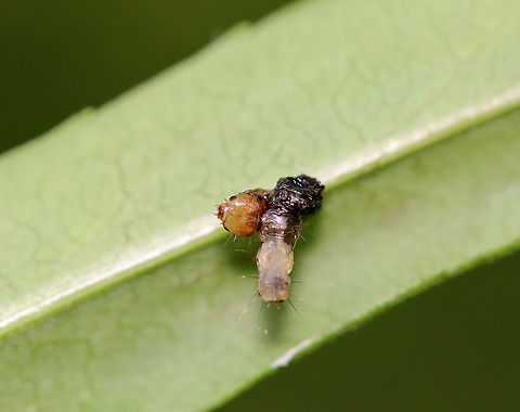 Dead Caterpillar Looks like it might have been infected by a virus since the caterpillar was hanging upside down...sort of in a v-shape, which is characteristic of viral infections.

Habitat: Rural garden Geotagged,Spring,United States,caterpillar,infected caterpillar,virus