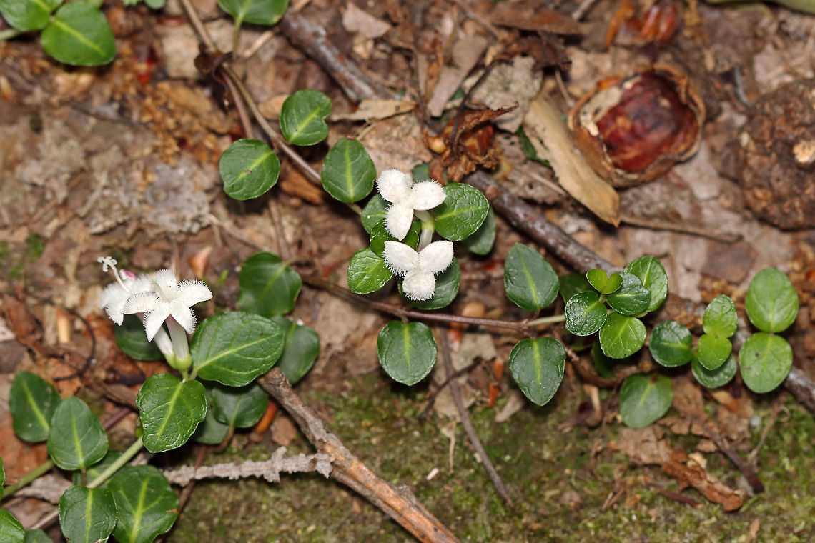 Partridge Berry - Mitchella repens These low evergreen plants form large mats that cover large areas of the forest floor. They have white flowers, shiny, green leaves and bright red berries that have two dimples. Each partridge berry has two dimples because each berry grows from two flowers...Both flowers must be pollinated in order to develop a single red berry. So, each berry is the result of the fusion of ovaries from the pair of pollinated flowers. This results in each berry having two bright red spots on its surface. These berries are edible, but pretty flavorless. They are high in vitamin C, anthocyanins, and antioxidants.<br />
<br />
Habitat: Mixed forest<br />
<figure class="photo"><a href="https://www.jungledragon.com/image/107067/partridge_berry_-_mitchella_repens.html" title="Partridge Berry - Mitchella repens"><img src="https://s3.amazonaws.com/media.jungledragon.com/images/3232/107067_thumb.jpg?AWSAccessKeyId=05GMT0V3GWVNE7GGM1R2&Expires=1769040010&Signature=nkihZtbU4k1XdK4Myo60dJjZmlM%3D" width="200" height="156" alt="Partridge Berry - Mitchella repens These low evergreen plants form large mats that cover large areas of the forest floor. They have white flowers, shiny, green leaves and bright red berries that have two dimples. Each partridge berry has two dimples because each berry grows from two flowers...Both flowers must be pollinated in order to develop a single red berry. So, each berry is the result of the fusion of ovaries from the pair of pollinated flowers. This results in each berry having two bright red spots on its surface. These berries are edible, but pretty flavorless. They are high in vitamin C, anthocyanins, and antioxidants.<br />
<br />
Habitat: Mixed forest<br />
https://www.jungledragon.com/image/107066/partridge_berry_-_mitchella_repens.html Geotagged,Mitchella repens,Partridge berry,Spring,United States" /></a></figure> Geotagged,Mitchella,Mitchella repens,Partridge berry,Spring,United States