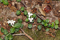 Partridge Berry - Mitchella repens These low evergreen plants form large mats that cover large areas of the forest floor. They have white flowers, shiny, green leaves and bright red berries that have two dimples. Each partridge berry has two dimples because each berry grows from two flowers...Both flowers must be pollinated in order to develop a single red berry. So, each berry is the result of the fusion of ovaries from the pair of pollinated flowers. This results in each berry having two bright red spots on its surface. These berries are edible, but pretty flavorless. They are high in vitamin C, anthocyanins, and antioxidants.<br />
<br />
Habitat: Mixed forest<br />
https://www.jungledragon.com/image/107067/partridge_berry_-_mitchella_repens.html Geotagged,Mitchella,Mitchella repens,Partridge berry,Spring,United States