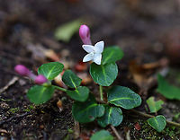 Partridge Berry - Mitchella repens These low evergreen plants form large mats that cover large areas of the forest floor. They have white flowers, shiny, green leaves and bright red berries that have two dimples. Each partridge berry has two dimples because each berry grows from two flowers...Both flowers must be pollinated in order to develop a single red berry. So, each berry is the result of the fusion of ovaries from the pair of pollinated flowers. This results in each berry having two bright red spots on its surface. These berries are edible, but pretty flavorless. They are high in vitamin C, anthocyanins, and antioxidants.<br />
<br />
Habitat: Mixed forest<br />
https://www.jungledragon.com/image/107066/partridge_berry_-_mitchella_repens.html Geotagged,Mitchella repens,Partridge berry,Spring,United States