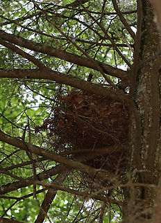 Squirrel Nest (Drey) Squirrel nests are made of leaves and twigs. They are located high up in a tree with the entrance being near the tree trunk. The inside of the nest is lined with soft materials and is fairly waterproof. Several squirrels may occupy the same nest.

Habitat: Mixed forest; this might be a red squirrel nest as they tend to nest in conifers more, while grey squirrels usually nest in deciduous trees. But, there are exceptions. Geotagged,Spring,United States,drey,eastern grey squirrel,nest,red squirrel,signs of wildlife,squirrel nest