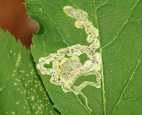 Leaf mines - Agromyzidae? Habitat: Rosaceae leaves; mixed forest Agromyzidae,Geotagged,Rosaceae,Spring,United States,leaf mine,leaf miner,leafminer
