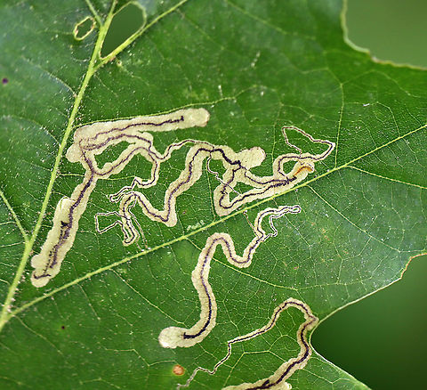 Linear Leaf Mine - Stigmella quercipulchella There were several mines on this leaf, but they all had dark, solid, central frass lines.  You can see one of the larvae in the upper right.

Habitat: Quercus
https://www.jungledragon.com/image/107129/linear_leaf_mine_-_stigmella_sp.html Geotagged,Quercus,Spring,Stigmella,Stigmella quercipulchella,United States,leaf mine,linear leaf mine