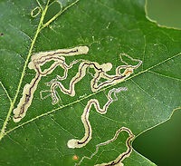 Linear Leaf Mine - Stigmella quercipulchella There were several mines on this leaf, but they all had dark, solid, central frass lines.  You can see one of the larvae in the upper right.<br />
<br />
Habitat: Quercus<br />
https://www.jungledragon.com/image/107129/linear_leaf_mine_-_stigmella_sp.html Geotagged,Quercus,Spring,Stigmella,Stigmella quercipulchella,United States,leaf mine,linear leaf mine