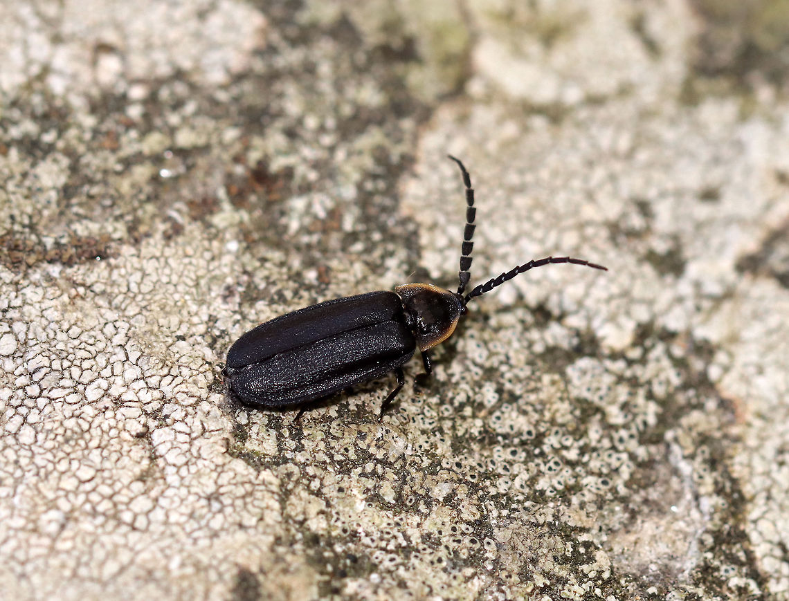 Black Firefly - Lucidota atra? This beetle was small - maybe 6 mm.<br />
<br />
Habitat: Found on a rock in a mesic, mixed forest. Black firefly,Geotagged,Lucidota atra,Spring,United States,beetle