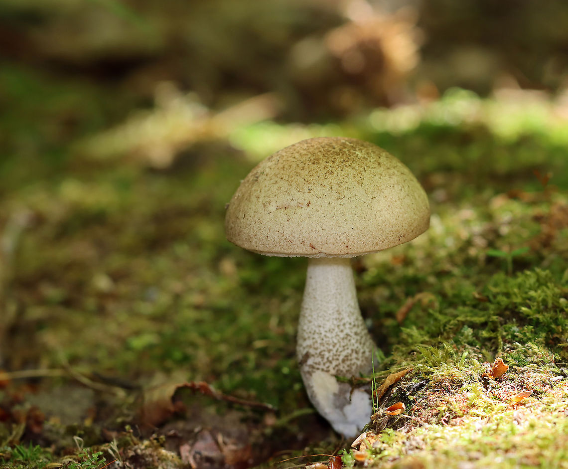 Birch Bolete - Leccinum scabrum Habitat: Mixed forest<br />
<figure class="photo"><a href="https://www.jungledragon.com/image/107116/birch_bolete_-_leccinum_scabrum.html" title="Birch Bolete - Leccinum scabrum"><img src="https://s3.amazonaws.com/media.jungledragon.com/images/3232/107116_thumb.jpg?AWSAccessKeyId=05GMT0V3GWVNE7GGM1R2&Expires=1769040010&Signature=ZozbuNbgIY4JloMTd5%2BaSmDRmRU%3D" width="200" height="144" alt="Birch Bolete - Leccinum scabrum Habitat: Mixed forest<br />
https://www.jungledragon.com/image/107115/birch_bolete_-_leccinum_scabrum.html Birch bolete,Geotagged,Leccinum scabrum,Spring,United States" /></a></figure> Birch bolete,Geotagged,Leccinum,Leccinum scabrum,Spring,United States,bolete,fungus,mushroom