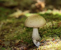 Birch Bolete - Leccinum scabrum Habitat: Mixed forest<br />
https://www.jungledragon.com/image/107116/birch_bolete_-_leccinum_scabrum.html Birch bolete,Geotagged,Leccinum,Leccinum scabrum,Spring,United States,bolete,fungus,mushroom