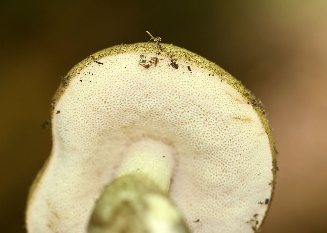 Birch Bolete - Leccinum scabrum Habitat: Mixed forest<br />
<figure class="photo"><a href="https://www.jungledragon.com/image/107115/birch_bolete_-_leccinum_scabrum.html" title="Birch Bolete - Leccinum scabrum"><img src="https://s3.amazonaws.com/media.jungledragon.com/images/3232/107115_thumb.jpg?AWSAccessKeyId=05GMT0V3GWVNE7GGM1R2&Expires=1769040010&Signature=2VT4Z82pukncGDtvk%2FrwLxFK7uM%3D" width="200" height="166" alt="Birch Bolete - Leccinum scabrum Habitat: Mixed forest<br />
https://www.jungledragon.com/image/107116/birch_bolete_-_leccinum_scabrum.html Birch bolete,Geotagged,Leccinum,Leccinum scabrum,Spring,United States,bolete,fungus,mushroom" /></a></figure> Birch bolete,Geotagged,Leccinum scabrum,Spring,United States