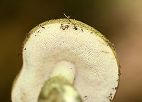 Birch Bolete - Leccinum scabrum Habitat: Mixed forest<br />
https://www.jungledragon.com/image/107115/birch_bolete_-_leccinum_scabrum.html Birch bolete,Geotagged,Leccinum scabrum,Spring,United States