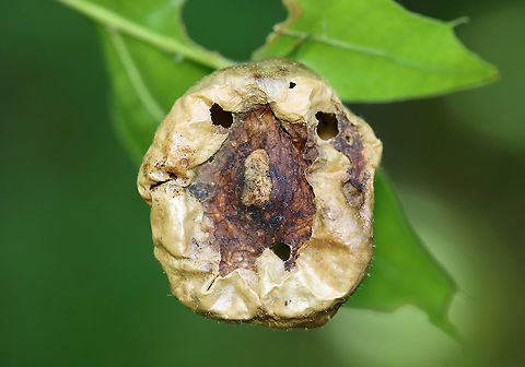 Spongy Oak Apple Gall - Amphibolips confluenta I found several of these galls on this tree, but this one appeared deformed. I opened it up and it was full of frass. I wonder if it was parasitized.

Galls are green at first, but become tan and papery thin on the outside as seen in this photo. The gall was about 4 cm diameter.

Habitat: Spotted on an oak tree in a deciduous forest.
https://www.jungledragon.com/image/107118/spongy_oak_apple_gall_-_amphibolips_confluenta.html Amphibolips confluenta,Geotagged,Spongy Oak Apple Gall Wasp,Spring,United States,gall