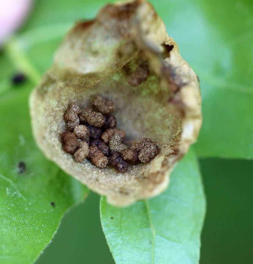 Spongy Oak Apple Gall - Amphibolips confluenta I found several of these galls on this tree, but this one appeared deformed. I opened it up and it was full of frass. I wonder if it was parasitized.<br />
<br />
Galls are green at first, but become tan and papery thin on the outside as seen in this photo. The gall was about 4 cm diameter.<br />
<br />
Habitat: Spotted on an oak tree in a deciduous forest.<br />
<figure class="photo"><a href="https://www.jungledragon.com/image/107117/spongy_oak_apple_gall_-_amphibolips_confluenta.html" title="Spongy Oak Apple Gall - Amphibolips confluenta"><img src="https://s3.amazonaws.com/media.jungledragon.com/images/3232/107117_thumb.jpg?AWSAccessKeyId=05GMT0V3GWVNE7GGM1R2&Expires=1759968010&Signature=nLudi9h7n2KfwYbg1XDssR8zUDE%3D" width="200" height="140" alt="Spongy Oak Apple Gall - Amphibolips confluenta I found several of these galls on this tree, but this one appeared deformed. I opened it up and it was full of frass. I wonder if it was parasitized.<br />
<br />
Galls are green at first, but become tan and papery thin on the outside as seen in this photo. The gall was about 4 cm diameter.<br />
<br />
Habitat: Spotted on an oak tree in a deciduous forest.<br />
https://www.jungledragon.com/image/107118/spongy_oak_apple_gall_-_amphibolips_confluenta.html Amphibolips confluenta,Geotagged,Spongy Oak Apple Gall Wasp,Spring,United States,gall" /></a></figure> Amphibolips confluenta,Geotagged,Spongy Oak Apple Gall Wasp,Spring,United States,gall