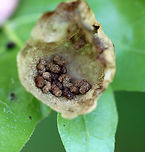 Spongy Oak Apple Gall - Amphibolips confluenta I found several of these galls on this tree, but this one appeared deformed. I opened it up and it was full of frass. I wonder if it was parasitized.<br />
<br />
Galls are green at first, but become tan and papery thin on the outside as seen in this photo. The gall was about 4 cm diameter.<br />
<br />
Habitat: Spotted on an oak tree in a deciduous forest.<br />
https://www.jungledragon.com/image/107117/spongy_oak_apple_gall_-_amphibolips_confluenta.html Amphibolips confluenta,Geotagged,Spongy Oak Apple Gall Wasp,Spring,United States,gall