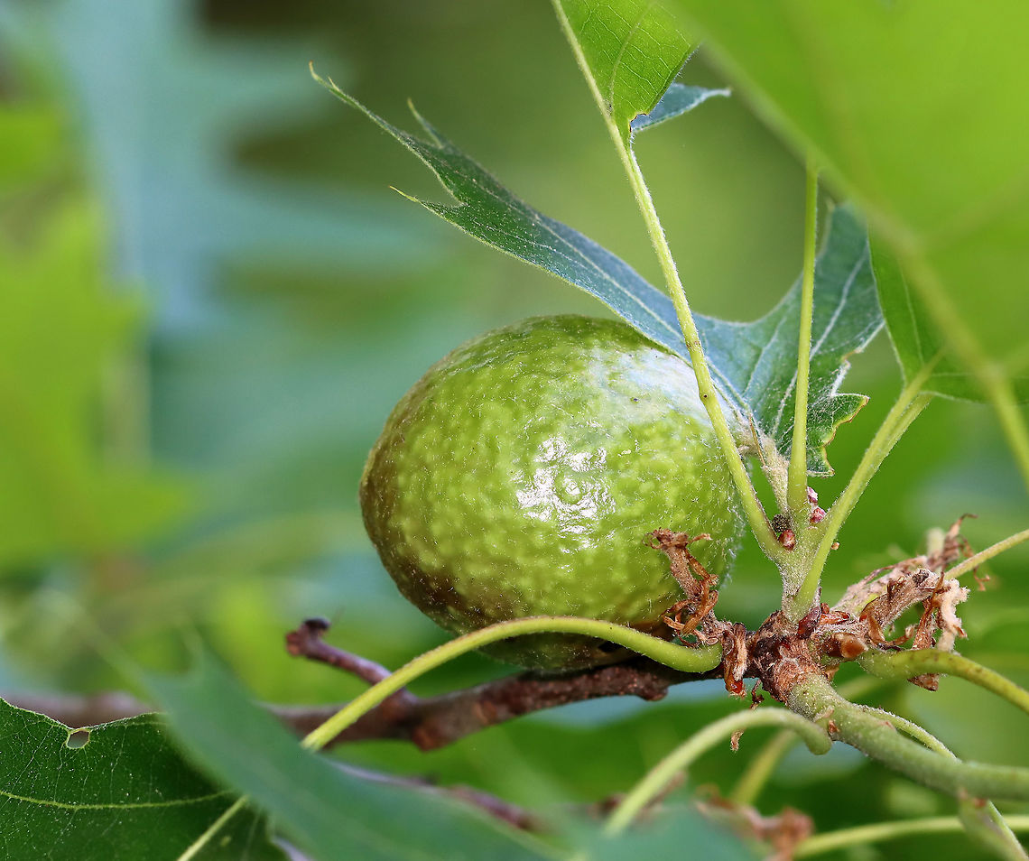 Spongy Oak Apple Gall - Amphibolips confluenta Galls are green at first, but become tan and papery thin on the outside as seen in this photo. The gall was about 5 cm diameter.<br />
<br />
Habitat: Oak (Quercus sp.) Amphibolips confluenta,Geotagged,Spongy Oak Apple Gall Wasp,Spring,United States,gall