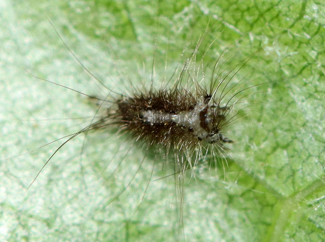 Caterpillar Exuvia? I&#039;m not sure if this is an exuvia OR of it is the remains of a parasitized caterpillar.<br />
<br />
Habitat: Leaf in a garden Geotagged,Spring,United States,caterpillar,larva