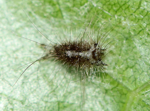 Caterpillar Exuvia? I'm not sure if this is an exuvia OR of it is the remains of a parasitized caterpillar.

Habitat: Leaf in a garden Geotagged,Spring,United States,caterpillar,larva