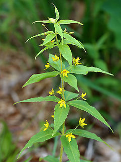Whorled Loosestrife - Lysimachia quadrifolia Habitat: Deciduous forest Geotagged,Lysimachia,Lysimachia quadrifolia,Spring,United States,Whorled loosestrife,whorled yellow-loosestrife