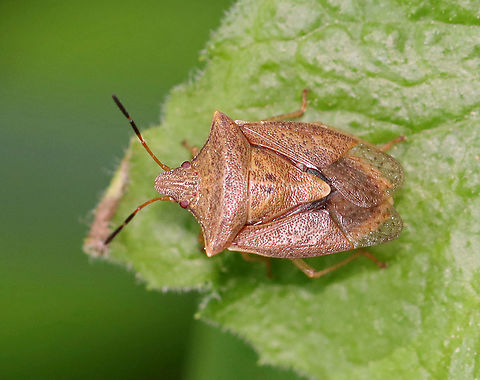 Brown Stink Bug - Euschistus servus Habitat: Rural garden Brown Stink Bug,Euschistus,Euschistus servus,Geotagged,Spring,United States,bug,stink bug