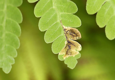 Root-Maggot Fly (Chirosia filicis) Mine on Osmunda sp. Fern The larvae of Chirosia filicis make mines on Osmunda sp. ferns. The tiny, rectangular marks to the left are feeding marks from some other insect, possibly a sawfly larva.

Habitat: Mesic forest Chirosia filicis,Geotagged,Osmunda,Spring,United States,leaf mine