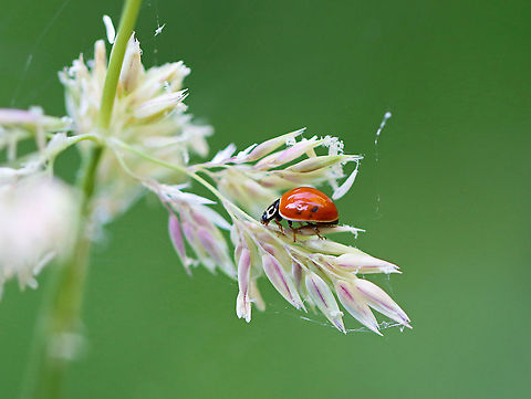 Polished Lady Beetle - Cycloneda munda Habitat: Mesic forest/bog Cycloneda,Cycloneda munda,Geotagged,Polished Lady Beetle,Summer,United States,beetle,lady beetle