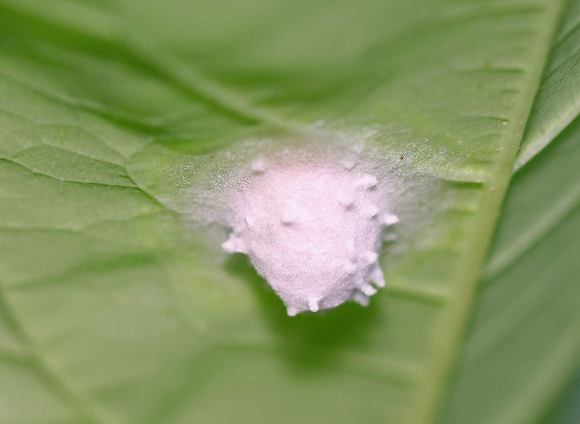 Spider Egg Sac Habitat: Mixed forest<br />
<figure class="photo"><a href="https://www.jungledragon.com/image/107126/spider_egg_sac.html" title="Spider Egg Sac"><img src="https://s3.amazonaws.com/media.jungledragon.com/images/3232/107126_thumb.jpg?AWSAccessKeyId=05GMT0V3GWVNE7GGM1R2&Expires=1769040010&Signature=y77KvqE329ssZzHrzwFfCZqzk4s%3D" width="200" height="138" alt="Spider Egg Sac Habitat: Mixed forest<br />
https://www.jungledragon.com/image/107125/spider_egg_sac.html Geotagged,Summer,United States" /></a></figure> Geotagged,Summer,United States,egg sac,eggs,spider,spider egg sac,spider eggs