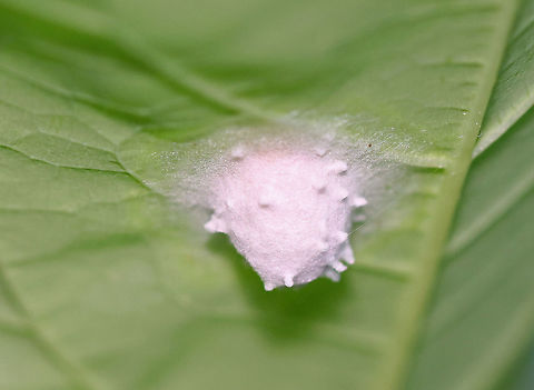 Spider Egg Sac Habitat: Mixed forest
https://www.jungledragon.com/image/107126/spider_egg_sac.html Geotagged,Summer,United States,egg sac,eggs,spider,spider egg sac,spider eggs