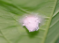 Spider Egg Sac Habitat: Mixed forest<br />
https://www.jungledragon.com/image/107126/spider_egg_sac.html Geotagged,Summer,United States,egg sac,eggs,spider,spider egg sac,spider eggs