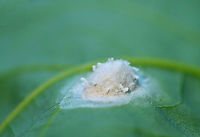 Spider Egg Sac Habitat: Mixed forest<br />
https://www.jungledragon.com/image/107125/spider_egg_sac.html Geotagged,Summer,United States
