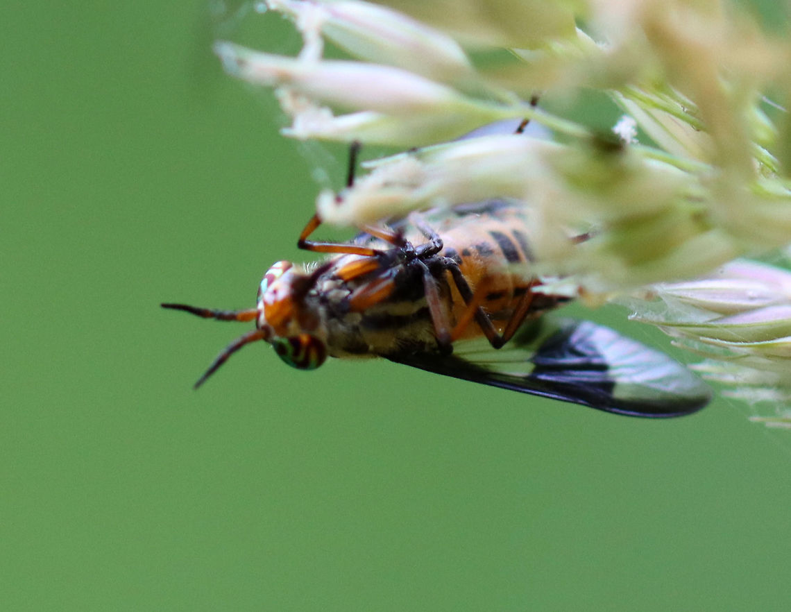 Deer Fly - Chrysops sp. Bad photo, I know -- but, this fly was so beautiful!<br />
<br />
Habitat: Mesic, mixed forest Chrysops,Geotagged,Summer,United States,deer fly,fly