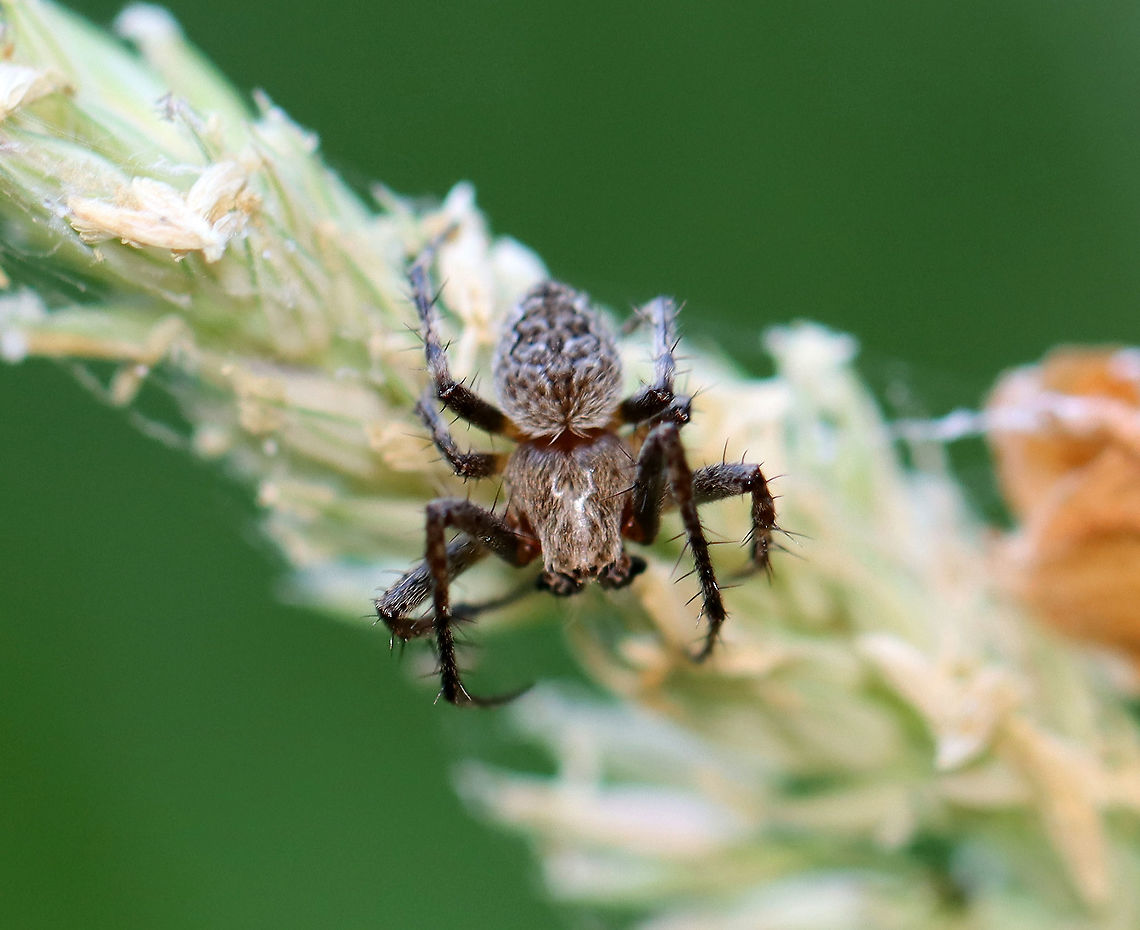 Spider - Oxyopes sp. Habitat: Mesic forest/bog edge Geotagged,Oxyopes,Summer,United States,arachnida,spider