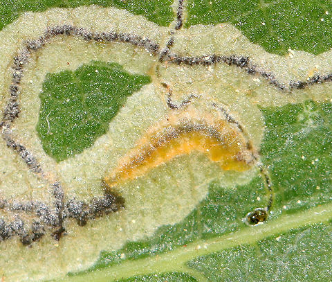 Linear Leaf Mine - Stigmella quercipulchella There were several mines on this leaf, but they all had dark, solid, central frass lines. You can see one of the larvae in the upper right.

Habitat: Quercus
https://www.jungledragon.com/image/107113/linear_leaf_mine_-_stigmella_sp.html Geotagged,Spring,Stigmella quercipulchella,United States
