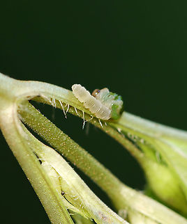 Dead/Parasitized Caterpillar This was weird. I found this caterpillar, glued to the stem of a garden plant. It looked like it's thorax had busted open and its guts had spilled out (green). Why would this happen? Maybe a predator poked it and started to eat it. OR, maybe it was parasitized and burst. Hmm.

Habitat: Garden Geotagged,Summer,United States,caterpillar,larva