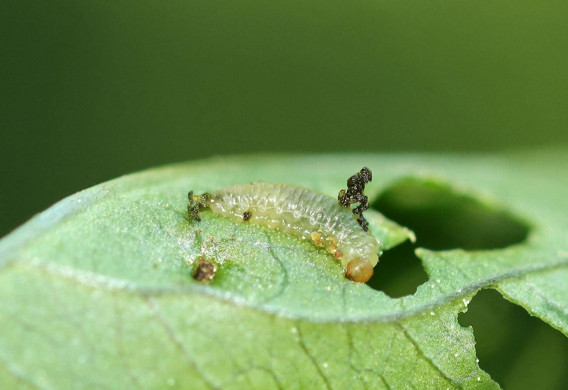 Leaf Beetle Larva - Family Chrysomelidae There were numerous larvae on this plant, and they all had "frass backpacks". I haven't been able to work out the ID yet, but am assuming they are leaf beetle larvae.<br />
<br />
Habitat: Unknown plant in a mesic, mixed forest; my ability to ID this larva may depend on my ability to ID the plant host.  Chrysomelidae,Geotagged,Summer,United States,beetle,beetle larva,frass,larva,leaf beetle,leaf beetle larva