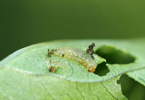 Leaf Beetle Larva - Family Chrysomelidae There were numerous larvae on this plant, and they all had "frass backpacks". I haven't been able to work out the ID yet, but am assuming they are leaf beetle larvae.

Habitat: Unknown plant in a mesic, mixed forest; my ability to ID this larva may depend on my ability to ID the plant host.  Chrysomelidae,Geotagged,Summer,United States,beetle,beetle larva,frass,larva,leaf beetle,leaf beetle larva
