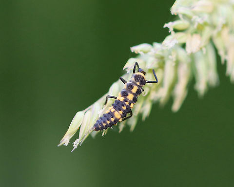 Polished Lady Beetle Larva - Cycloneda munda This was the first time I've ever seen the larva of this species! It was on the same plant as some adults.

Habitat:  Mesic forest/bog Cycloneda,Cycloneda munda,Geotagged,Polished Lady Beetle,Summer,United States,beetle larva,lady beetle larva,ladybug larva,larva