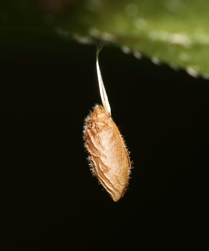 Herb Robert Seed - Geranium robertianum I was completely fooled by this seed. I thought it was either an egg sac or a lepidopteran pupa!  The seeds are ejected up to 20 feet from the plant!<br />
<br />
Habitat: Hanging from vegetation in a mesic, mixed forest<br />
<figure class="photo"><a href="https://www.jungledragon.com/image/107210/herb_robert_seed_-_geranium_robertianum.html" title="Herb Robert Seed - Geranium robertianum"><img src="https://s3.amazonaws.com/media.jungledragon.com/images/3232/107210_thumb.jpg?AWSAccessKeyId=05GMT0V3GWVNE7GGM1R2&Expires=1759968010&Signature=wzWRg0ZakAsbigxCABxBvc2GQW8%3D" width="124" height="152" alt="Herb Robert Seed - Geranium robertianum I was completely fooled by this seed. I thought it was either an egg sac or a lepidopteran pupa! The seeds are ejected up to 20 feet from the plant!<br />
<br />
Habitat: Hanging from vegetation in a mesic, mixed forest<br />
<br />
https://www.jungledragon.com/image/107209/its_a_mystery_--_lepidopteran_pupa.html Geotagged,Geranium robertianum,Herb Robert,Herb Robert Seed,Summer,United States" /></a></figure> Geotagged,Geranium robertianum,Herb Robert,Summer,United States