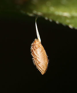 Herb Robert Seed - Geranium robertianum I was completely fooled by this seed. I thought it was either an egg sac or a lepidopteran pupa!  The seeds are ejected up to 20 feet from the plant!

Habitat: Hanging from vegetation in a mesic, mixed forest
https://www.jungledragon.com/image/107210/its_a_mystery_--_lepidopteran_pupa.html Geotagged,Geranium robertianum,Herb Robert,Summer,United States