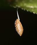Herb Robert Seed - Geranium robertianum I was completely fooled by this seed. I thought it was either an egg sac or a lepidopteran pupa!  The seeds are ejected up to 20 feet from the plant!<br />
<br />
Habitat: Hanging from vegetation in a mesic, mixed forest<br />
https://www.jungledragon.com/image/107210/its_a_mystery_--_lepidopteran_pupa.html Geotagged,Geranium robertianum,Herb Robert,Summer,United States