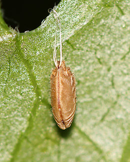 Herb Robert Seed - Geranium robertianum I was completely fooled by this seed. I thought it was either an egg sac or a lepidopteran pupa! The seeds are ejected up to 20 feet from the plant!

Habitat: Hanging from vegetation in a mesic, mixed forest

https://www.jungledragon.com/image/107209/its_a_mystery_--_lepidopteran_pupa.html Geotagged,Geranium robertianum,Herb Robert,Herb Robert Seed,Summer,United States