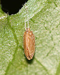 Herb Robert Seed - Geranium robertianum I was completely fooled by this seed. I thought it was either an egg sac or a lepidopteran pupa! The seeds are ejected up to 20 feet from the plant!<br />
<br />
Habitat: Hanging from vegetation in a mesic, mixed forest<br />
<br />
https://www.jungledragon.com/image/107209/its_a_mystery_--_lepidopteran_pupa.html Geotagged,Geranium robertianum,Herb Robert,Herb Robert Seed,Summer,United States