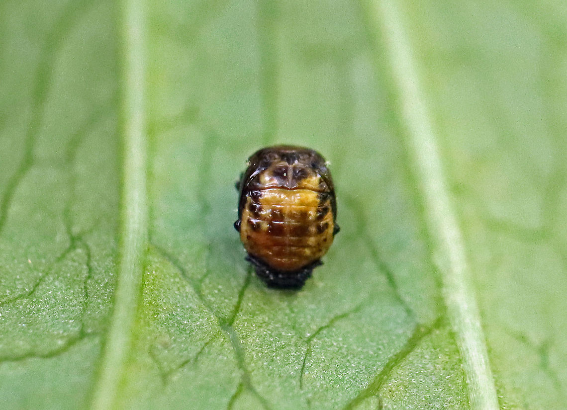 Polished Lady Beetle Pupa - Cycloneda munda I think this is the pupa of Cycloneda munda. <br />
<br />
Habitat: Vegetation in a mesic, mixed forest<br />
<figure class="photo"><a href="https://www.jungledragon.com/image/107212/polished_lady_beetle_pupa_-_cycloneda_munda.html" title="Polished Lady Beetle Pupa - Cycloneda munda"><img src="https://s3.amazonaws.com/media.jungledragon.com/images/3232/107212_thumb.jpg?AWSAccessKeyId=05GMT0V3GWVNE7GGM1R2&Expires=1767225610&Signature=s0Ssfp3ZbFnoS3opVlhJW1wgNNM%3D" width="200" height="154" alt="Polished Lady Beetle Pupa - Cycloneda munda I think this is the pupa of Cycloneda munda.<br />
<br />
Habitat: Vegetation in a mesic, mixed forest<br />
https://www.jungledragon.com/image/107211/polished_lady_beetle_pupa_-_cycloneda_munda.html<br />
<br />
 Cycloneda munda,Geotagged,Summer,United States" /></a></figure> Cycloneda,Cycloneda munda,Geotagged,Polished Lady Beetle,Summer,United States,beetle pupa,pupa
